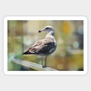 Sea Gull on Rail Sticker